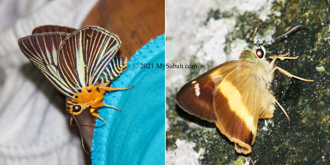 Sabah butterflies in Hesperiidae family