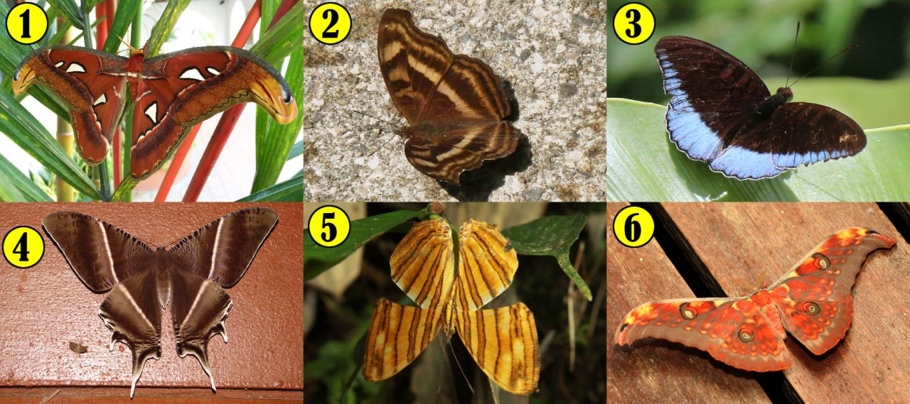 Quiz: Moths vs Butterflies