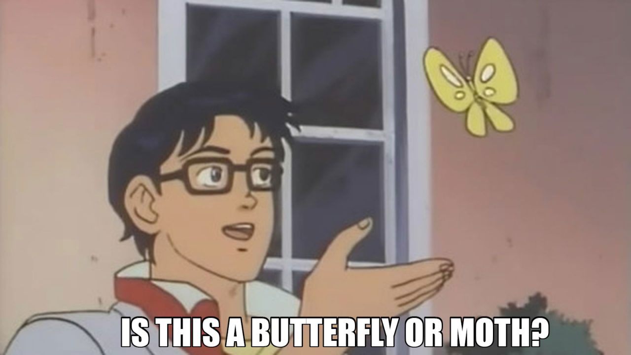 Butterfly meme: Is this a butterfly or moth?