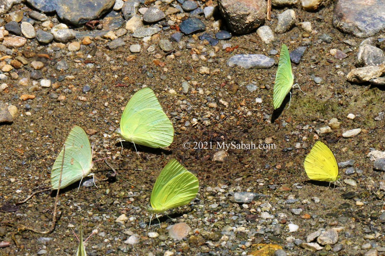 Group of Eurema hecabe hecabe butterflies sipping mineral-rich water at river bank of Poring Hot Springs