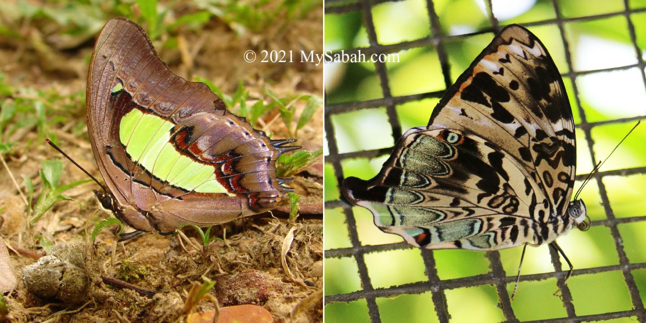 Polyura moori saida (Malayan Nawab) and Prothoe franck borneensis (The Blue Begum)