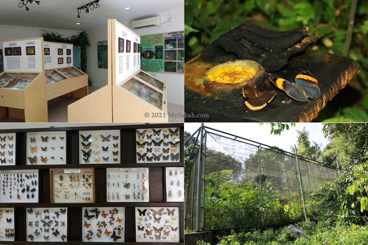 The Exhibition Gallery and Enclosure of Poring Butterfly Farm