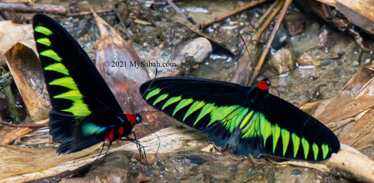 Two Rajah Brooke's Birdwing (Trogonoptera brookiana brookiana) sipping water around creek area under the shade