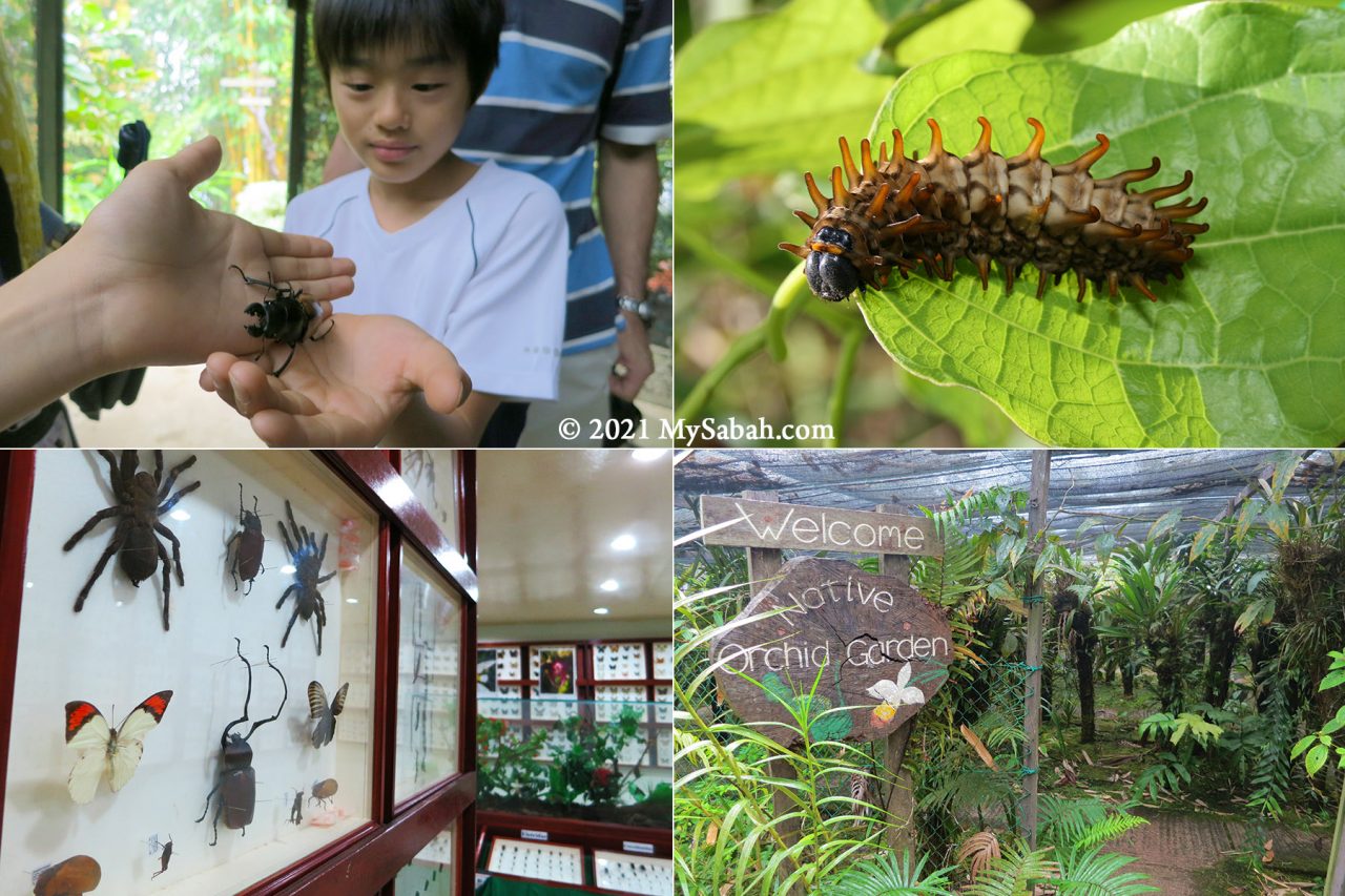 Education tour, butterfly nursery, exhibition hall and native orchid garden of Kipandi Butterfly Garden