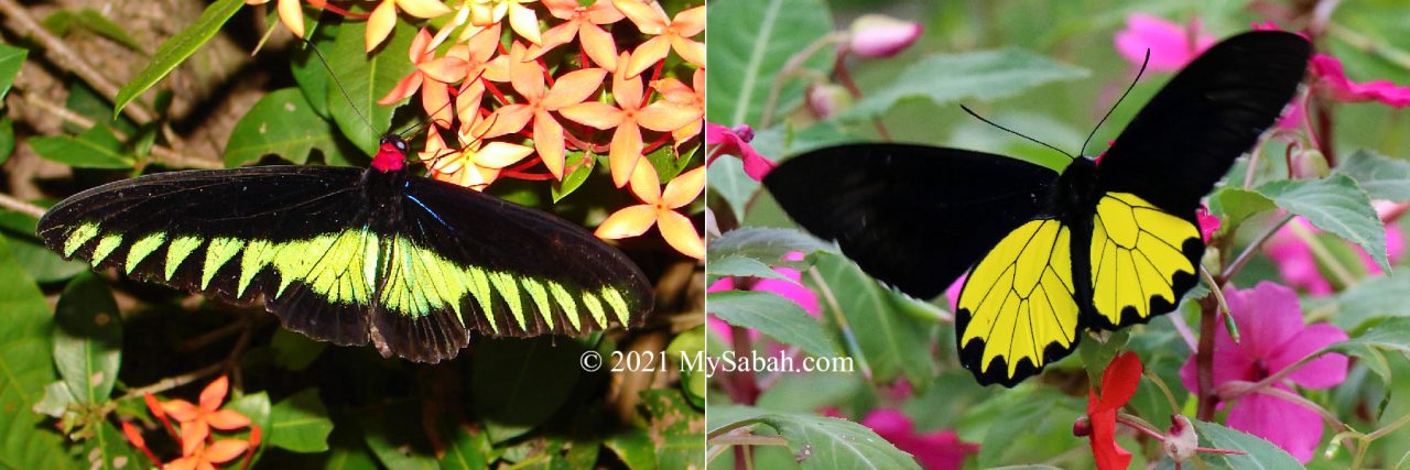 Rajah Brooke's Birdwing and Borneo / Kinabalu Birdwing butterflies