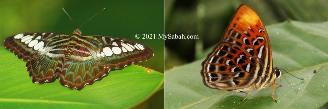 Left: Clipper (Parthenos sylvia borneensis), Right: Common Red Harlequin (Paralaxita telesia)