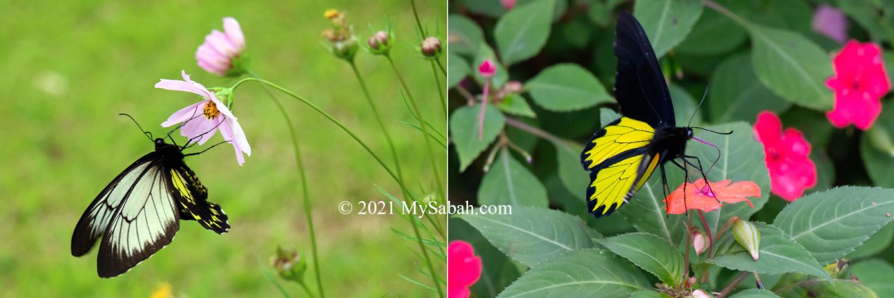 Borneo or Kinabalu Birdwing butterflies feeding on nectaring flowers