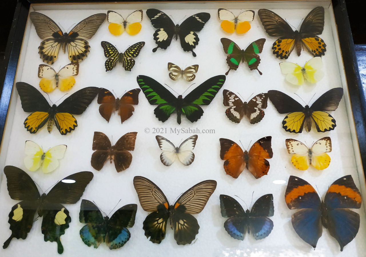 Specimens of endemic Borneo butterflies