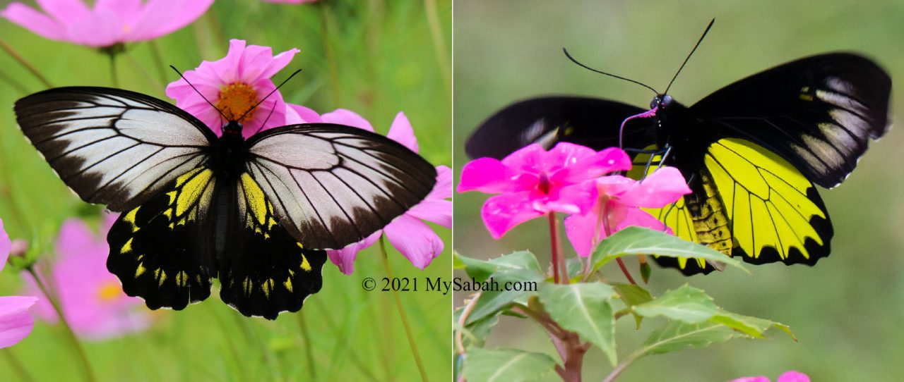 Borneo or Kinabalu Birdwing Butterfly (Troides andromache andromache) sipping nectar from flowers