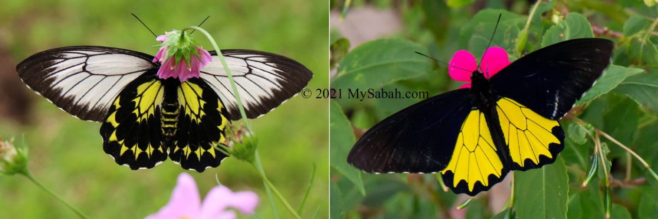 Male and female Borneo or Kinabalu Birdwing Butterfly (Troides andromache andromache)