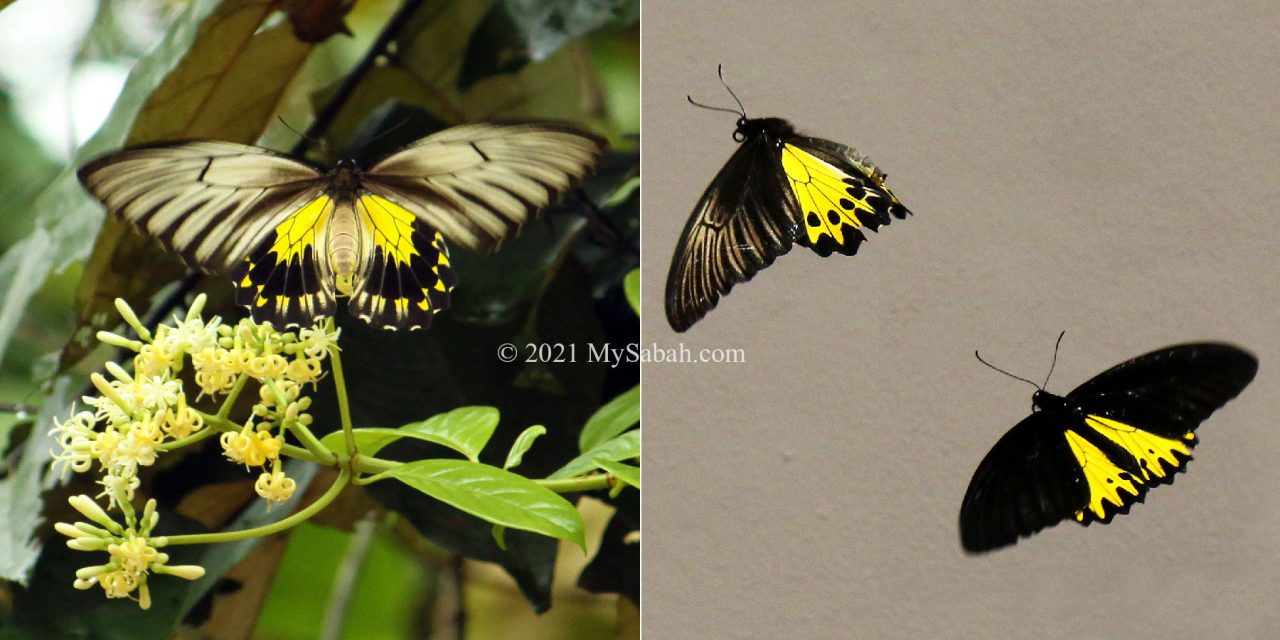 Golden Birdwing (Troides amphrysus ) from Kinabatangan and Common Birdwing (Troides helena) from Poring