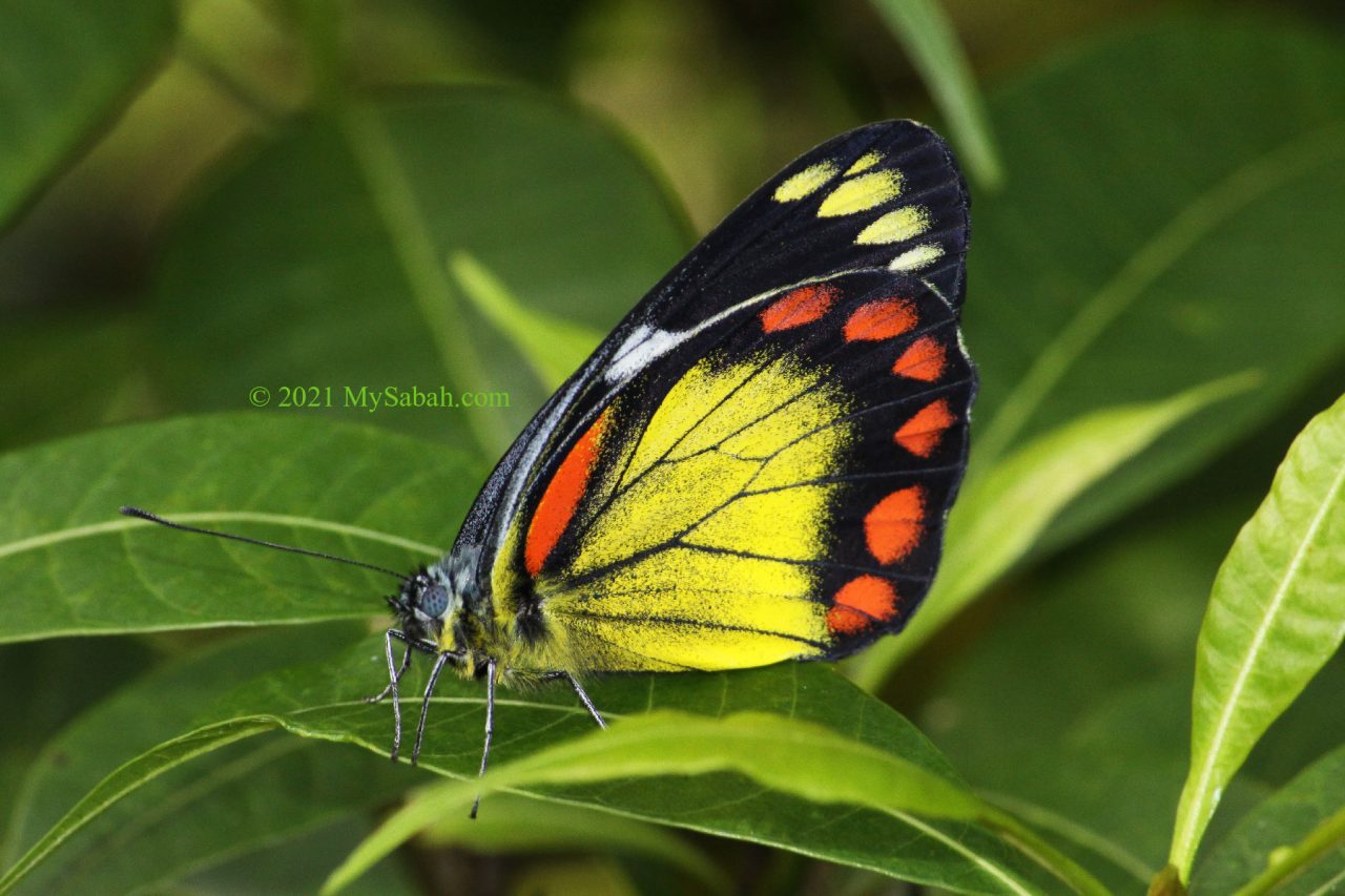 Bornean Jezebel (Delias eumolpe eumolpe) butterfly