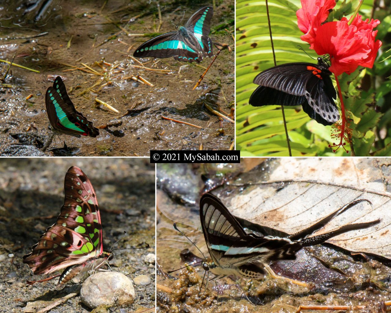 Butterflies of Sabah Borneo in Papilionidae family. Top left: Common Bluebottle (Graphium sarpedon), Top right: The Great Mormon (female) (Menelaides memnon memnon), Bottom left: Tailed Jay (Graphium agamemnon agamemnon), Bottom right: Green Dragontail (Lamproptera meges meges)