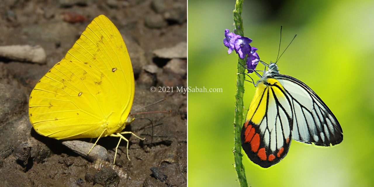 Catopsilia scylla and Painted Jezebel (Delias hyparete diva), butterflies of Pieridae family