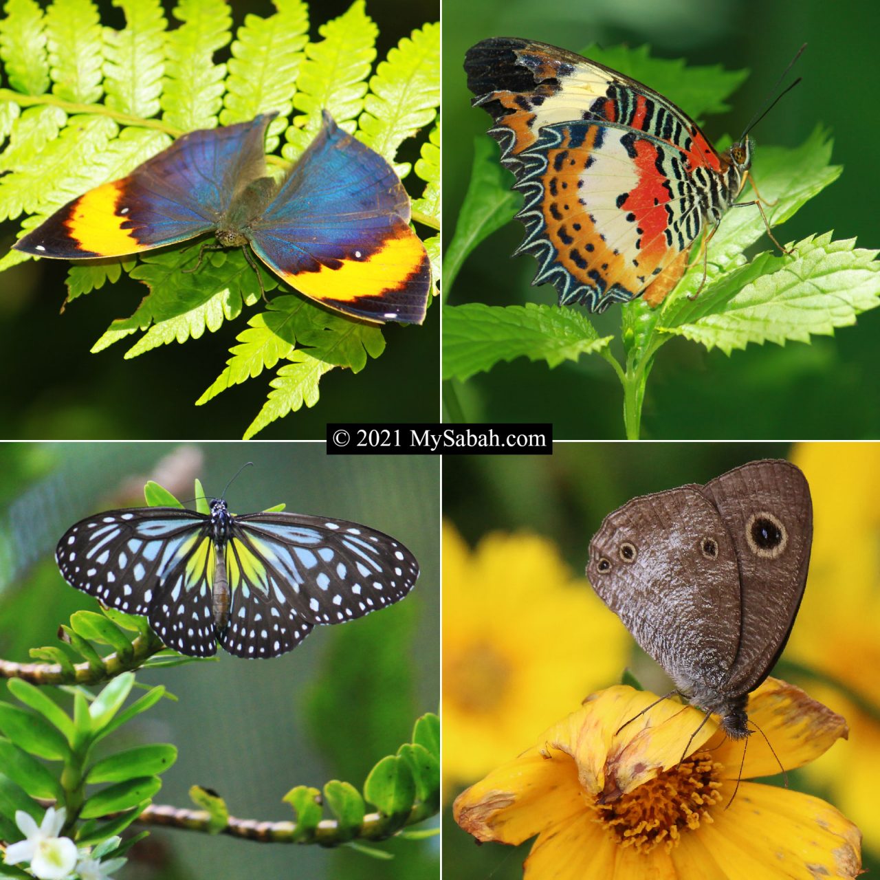 Butterflies of Sabah Borneo in Nymphalidae family
