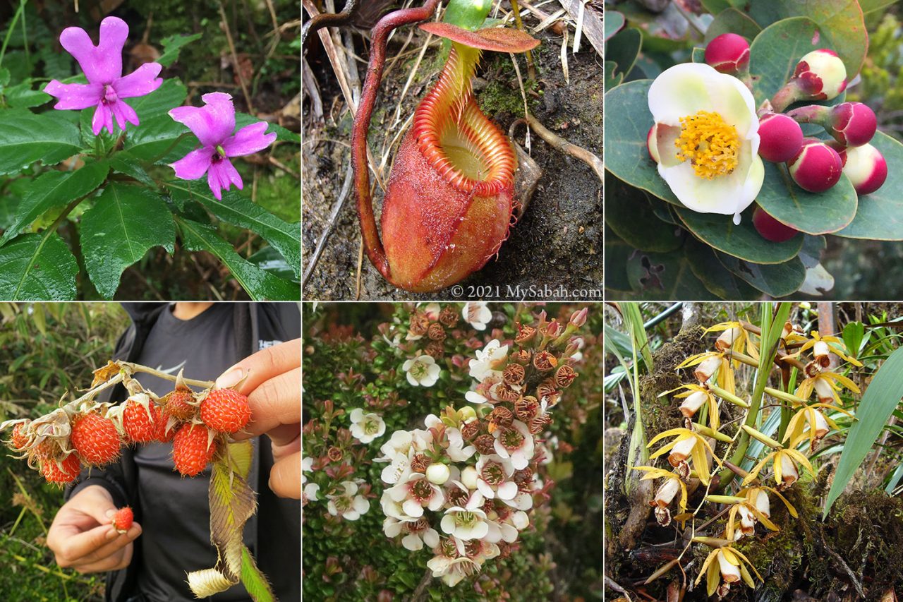 Flora of Kinabalu Park