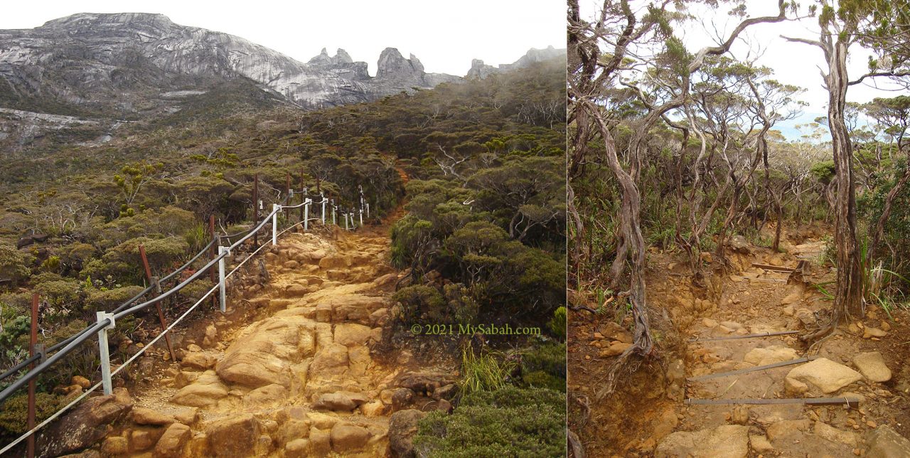 Ultramafic forest of Kinabalu Park