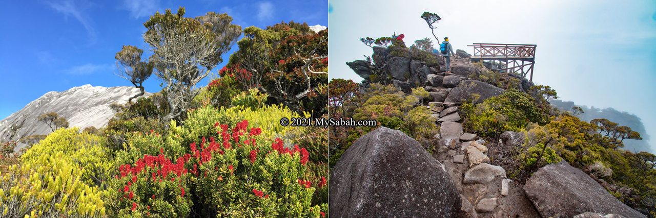 Left: sub-alpine vegetation on Mount Kinabalu. Right: Aki View Platform