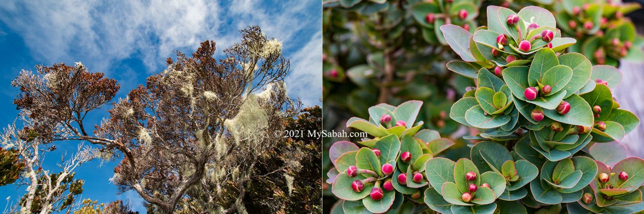 Left: Old man's beard Fruticose lichen (Usnea) on the trees. Right: green plant with red buds