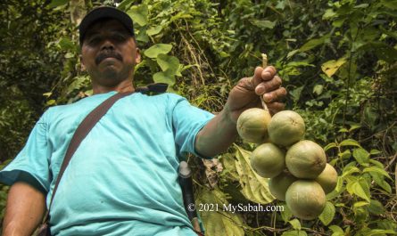 villager holding the liposu / limpasu fruits