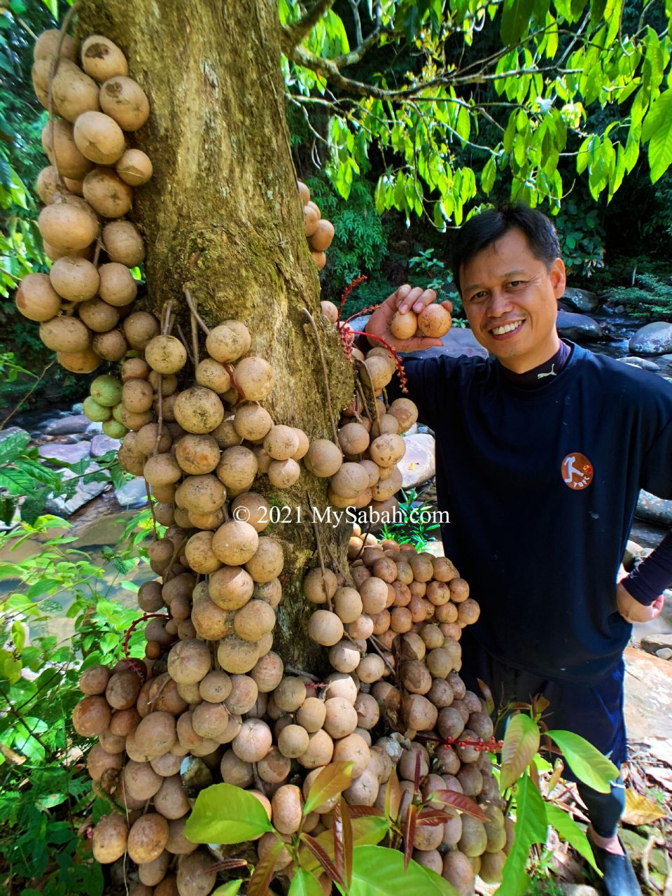 Liposu / Limpasu tree with hundred of fruits