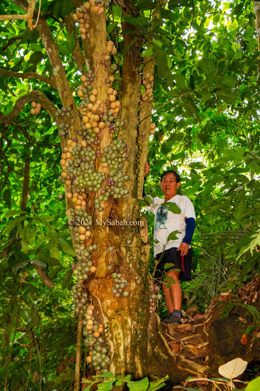 Fruiting liposu / limpasu tree