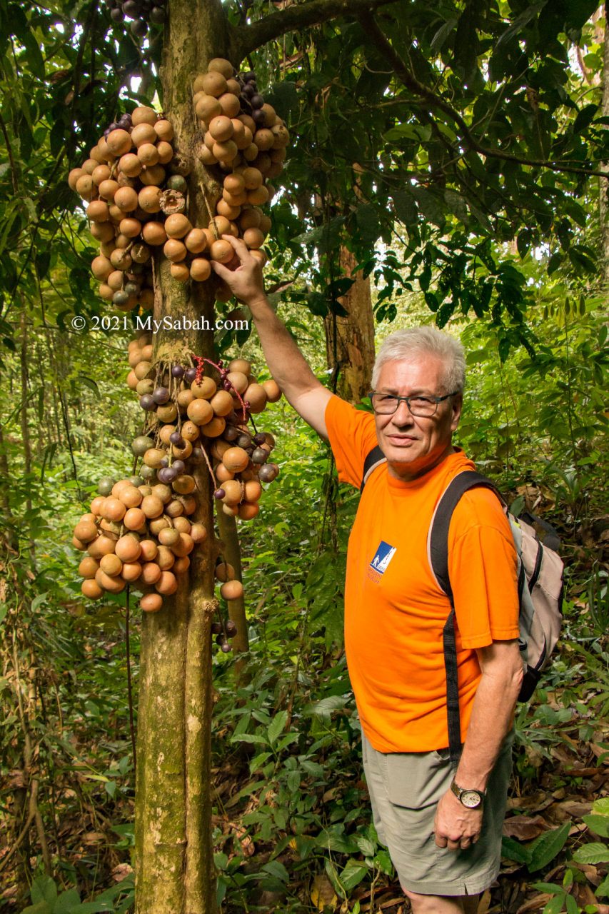 Liposu tree with fruits