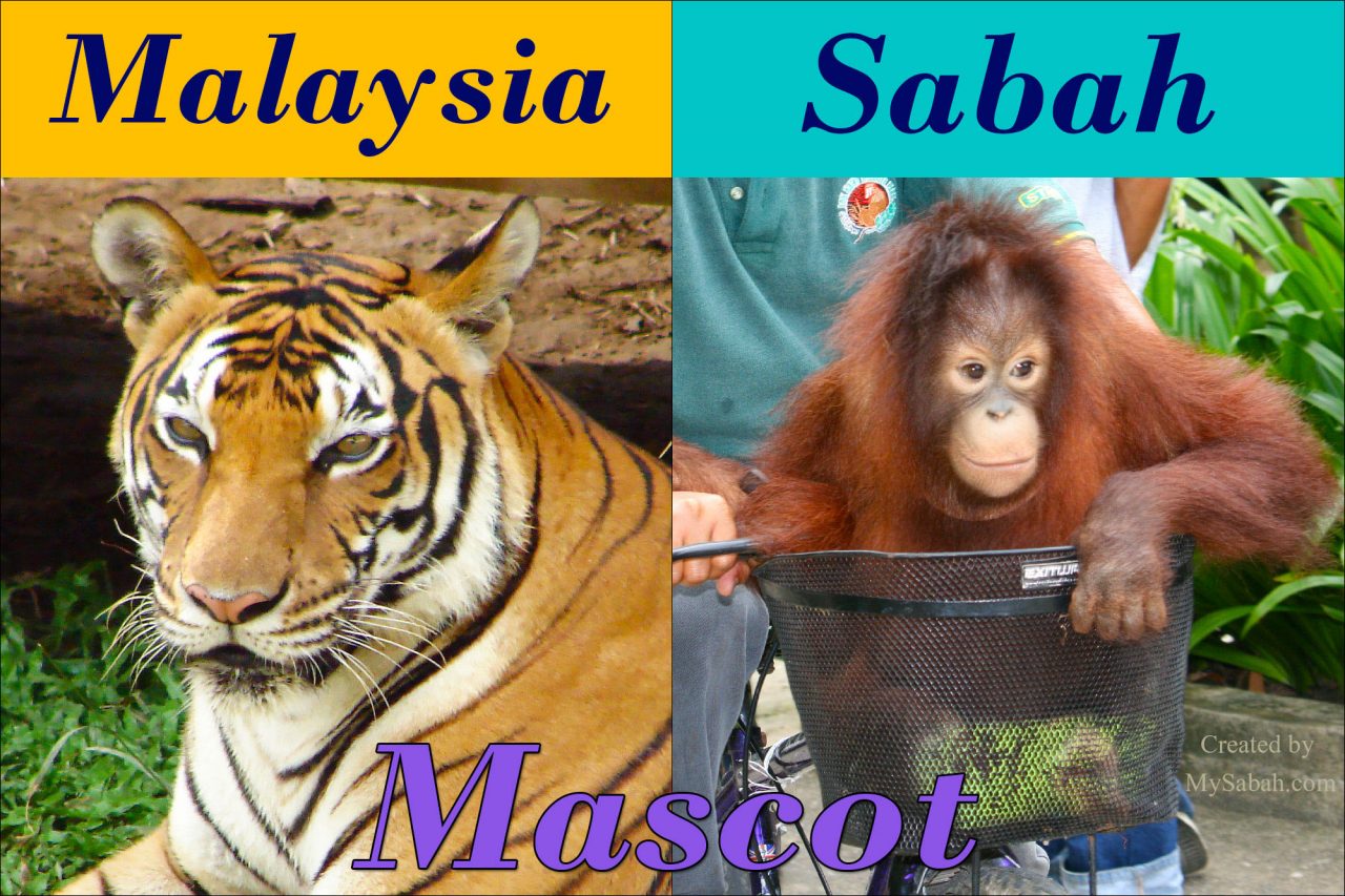 Tiger vs Orangutan