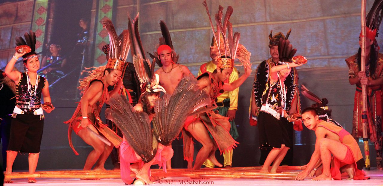 Dancer mimic hornbill in Magunatip