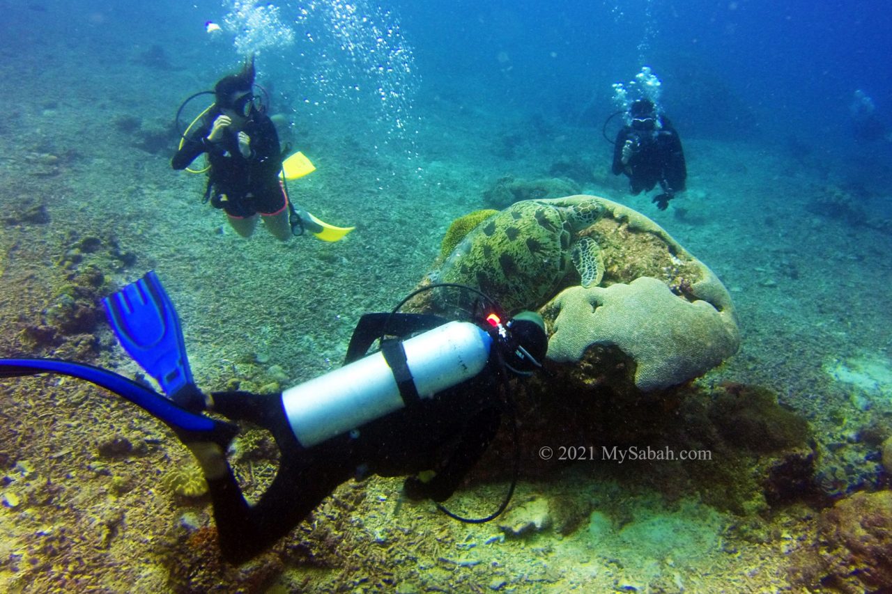Scuba diving and turtle
