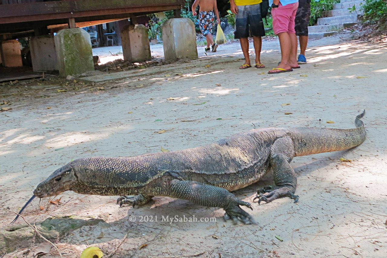 Monitor lizard on the island