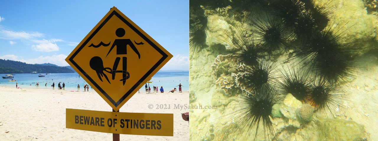 Left: Warning sign on jellyfish; Right: Sea urchins