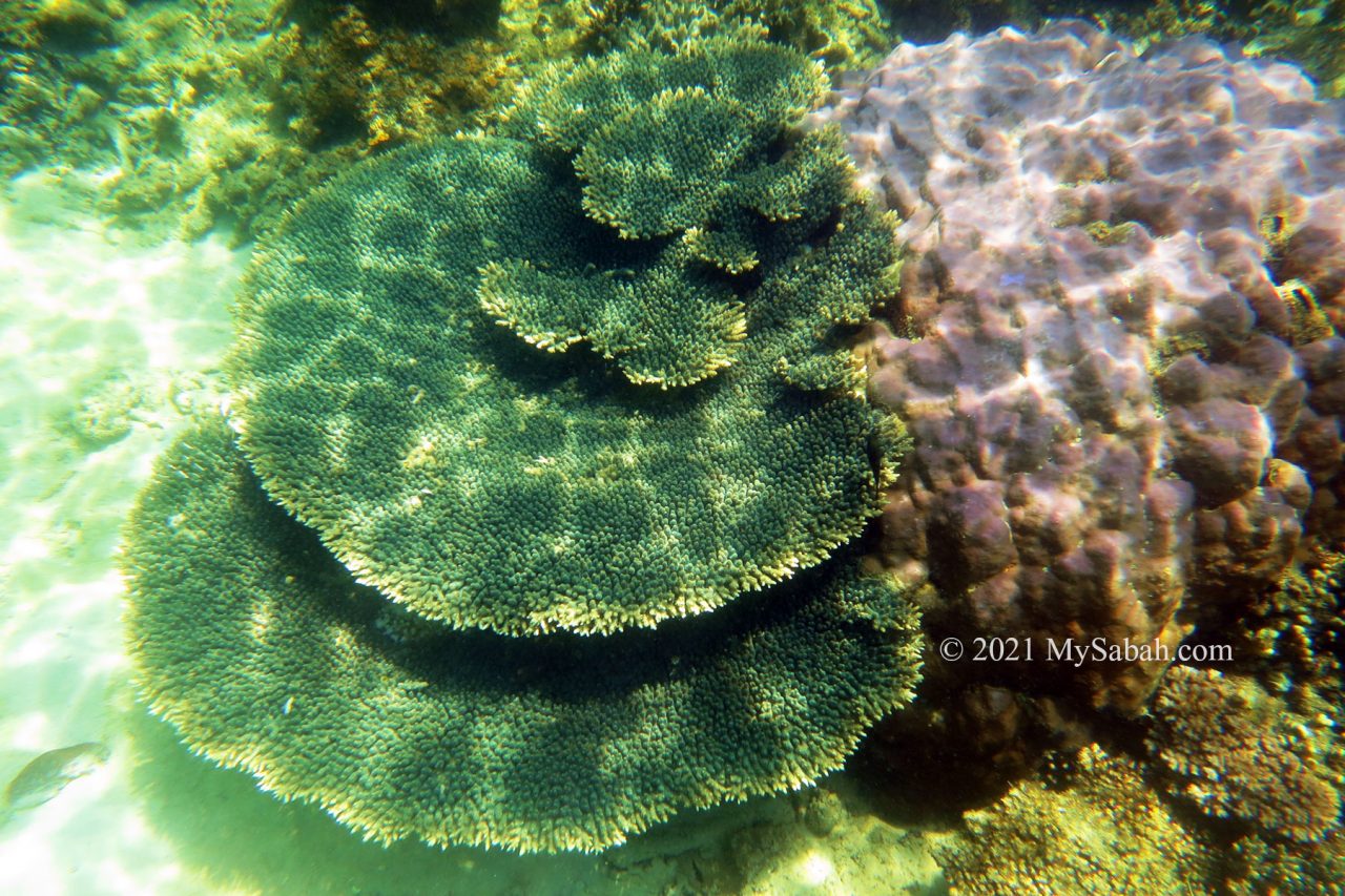 Hard corals of Tunku Abdul Rahman Marine Park