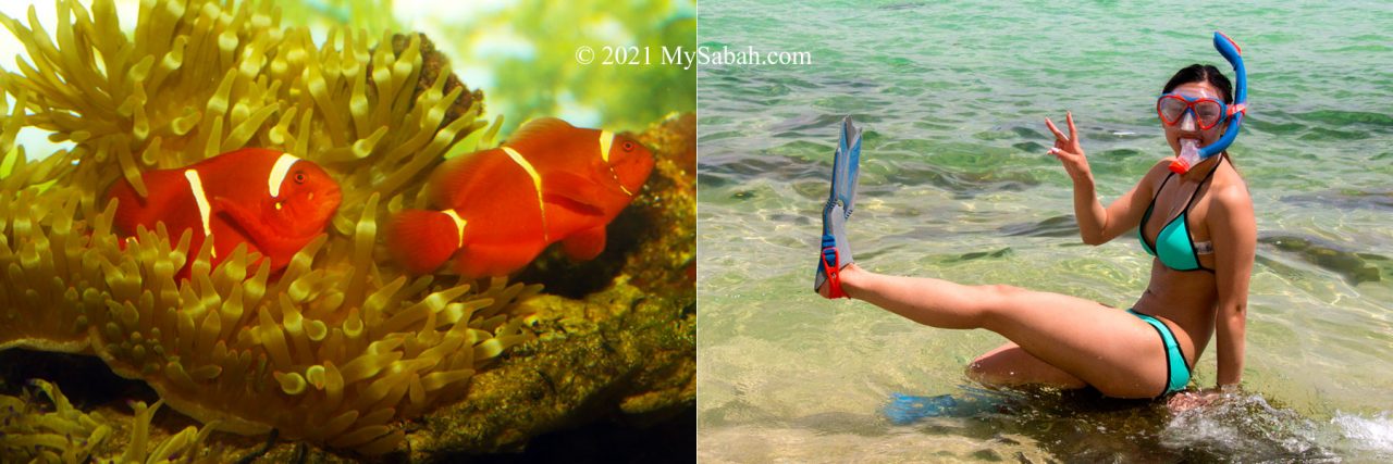 Clown fishes and tourist