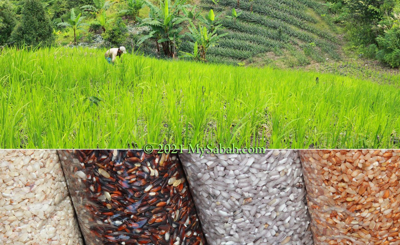 Different types of hill paddy in Sabah