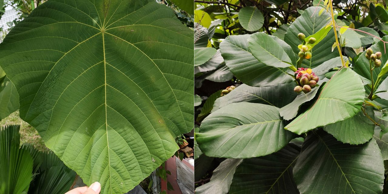 Big leaves of Longkobung and Doringin