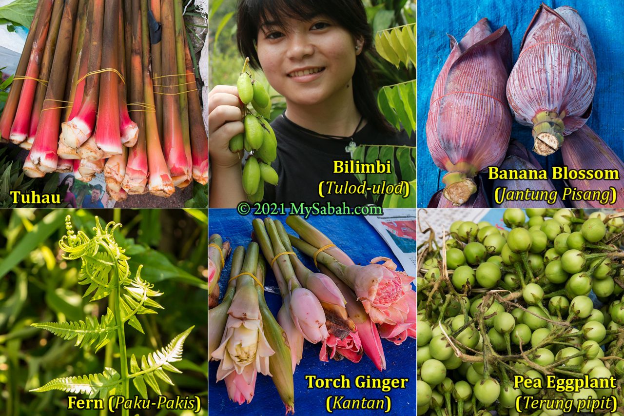 Common food materials (Tuhau, Tulod-ulod, Jantung Pisang, Paku-pakis, Kantan, Terung pipit) of makanan kampung (village food) in Sabah