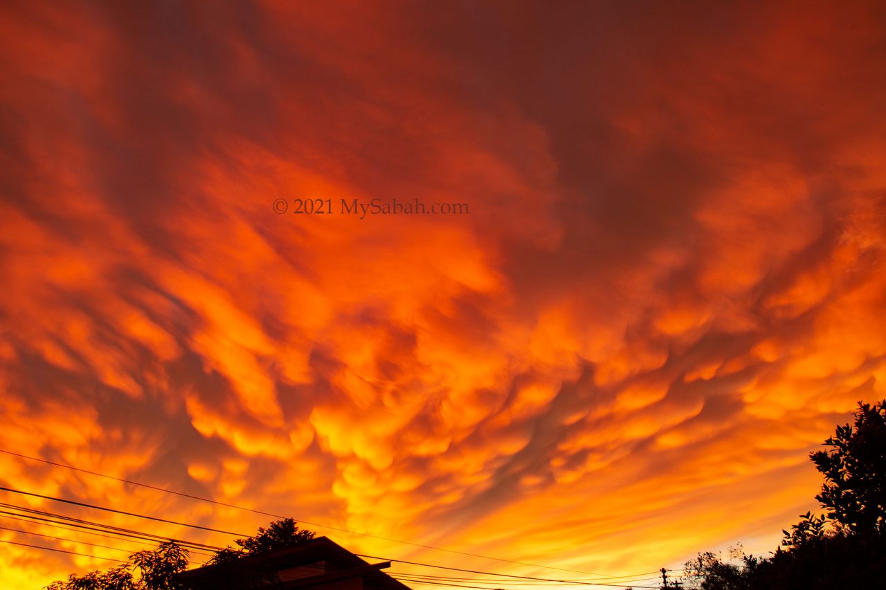 Mammatus clouds during sunset