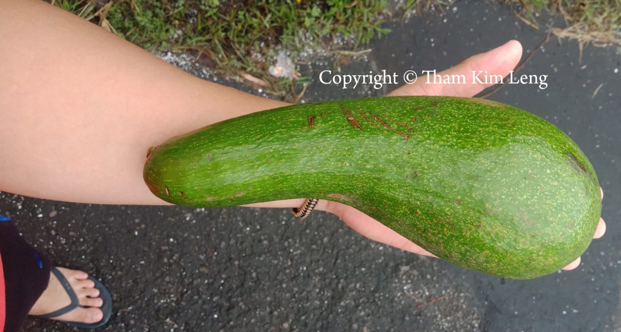 Huge avocado of Tenom