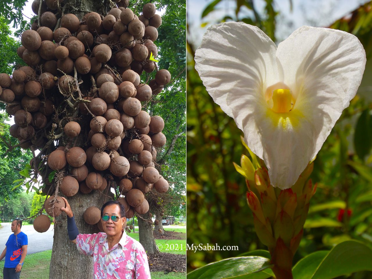 Cannonball tree (Couroupita guianensis) in Sabah Agriculture Park