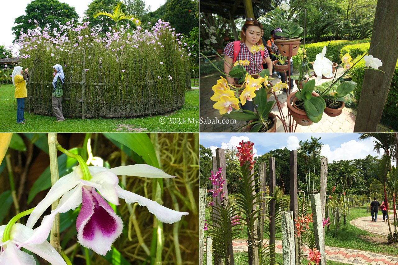 Hybrid Orchid Garden of Sabah Agriculture Park
