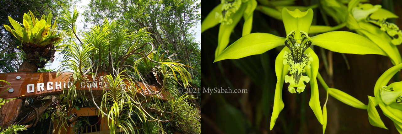 Native Orchid Centre of Sabah Agriculture Park