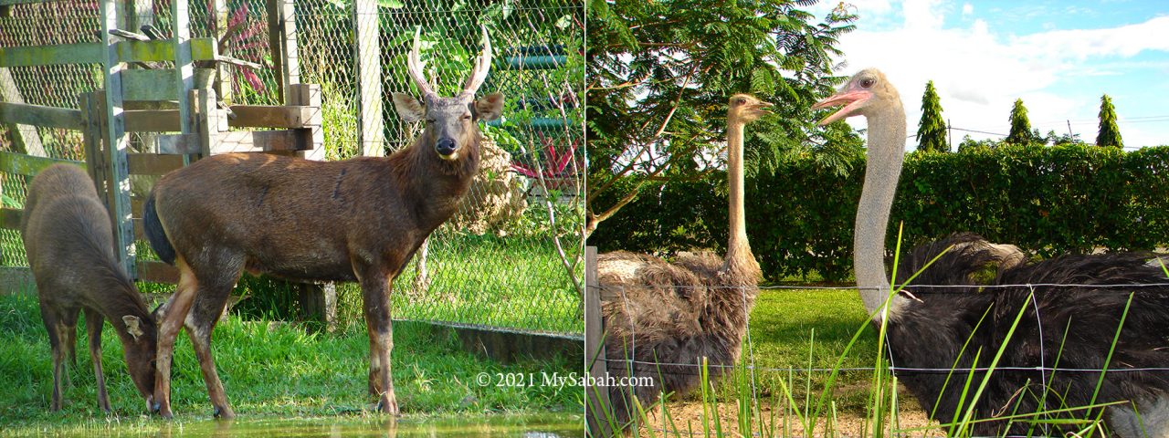 Animal Park of Sabah Agriculture Park