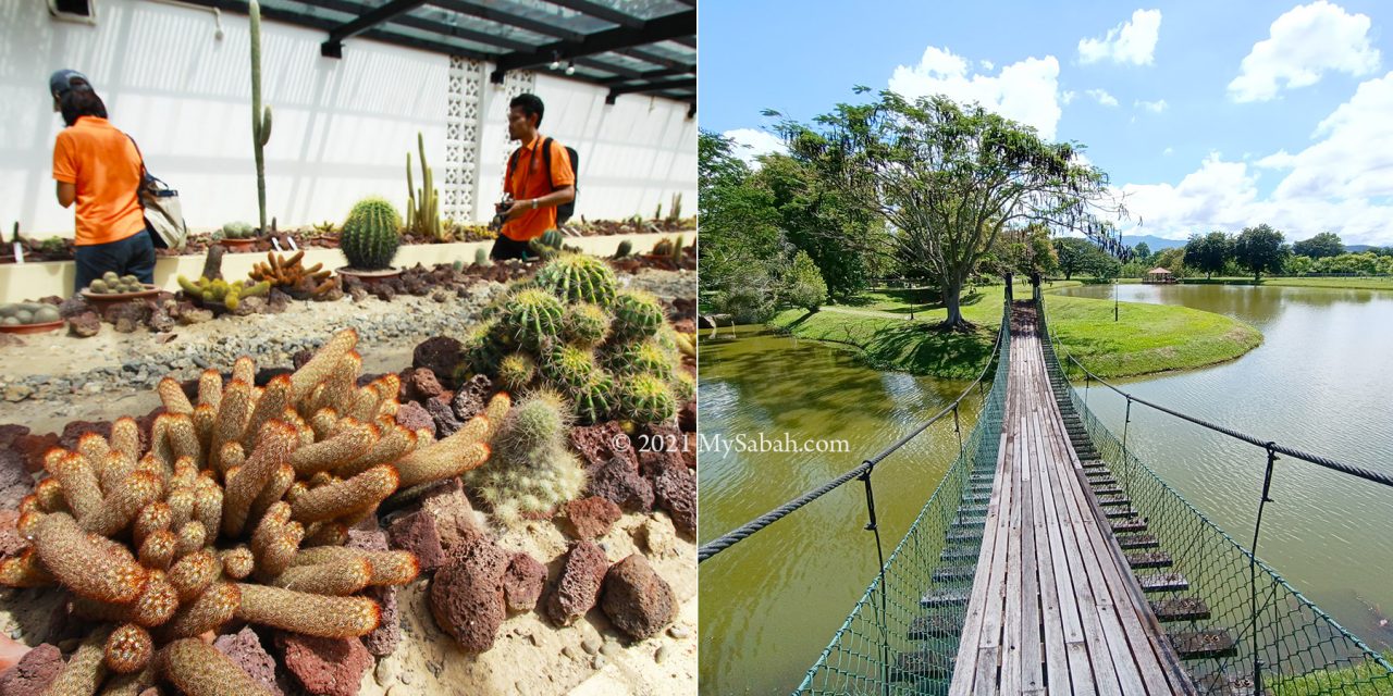 Cactus Garden (left) and hanging bridge (right) in Sabah Agriculture Park