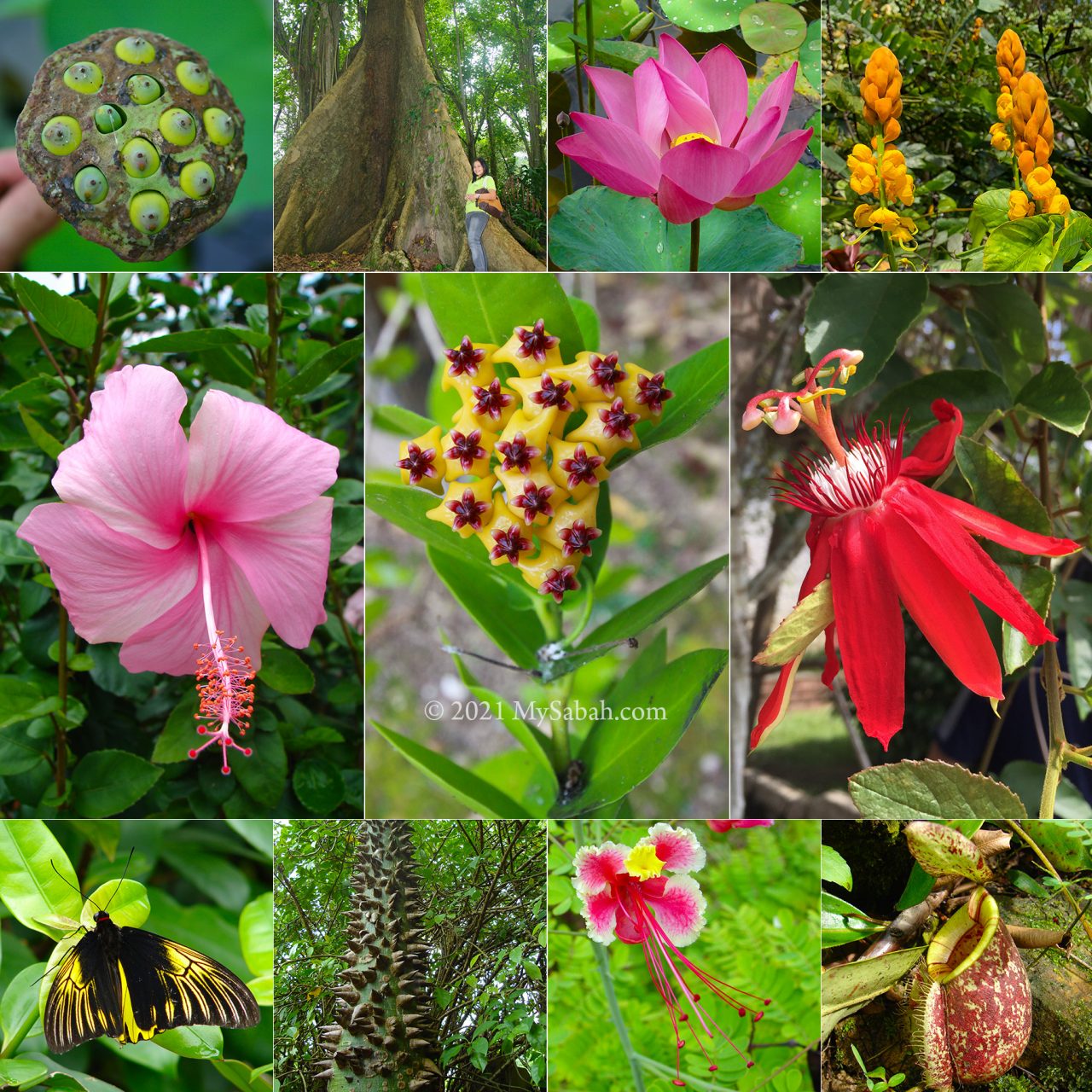 Flowers, trees and fruits in Sabah Agriculture Park