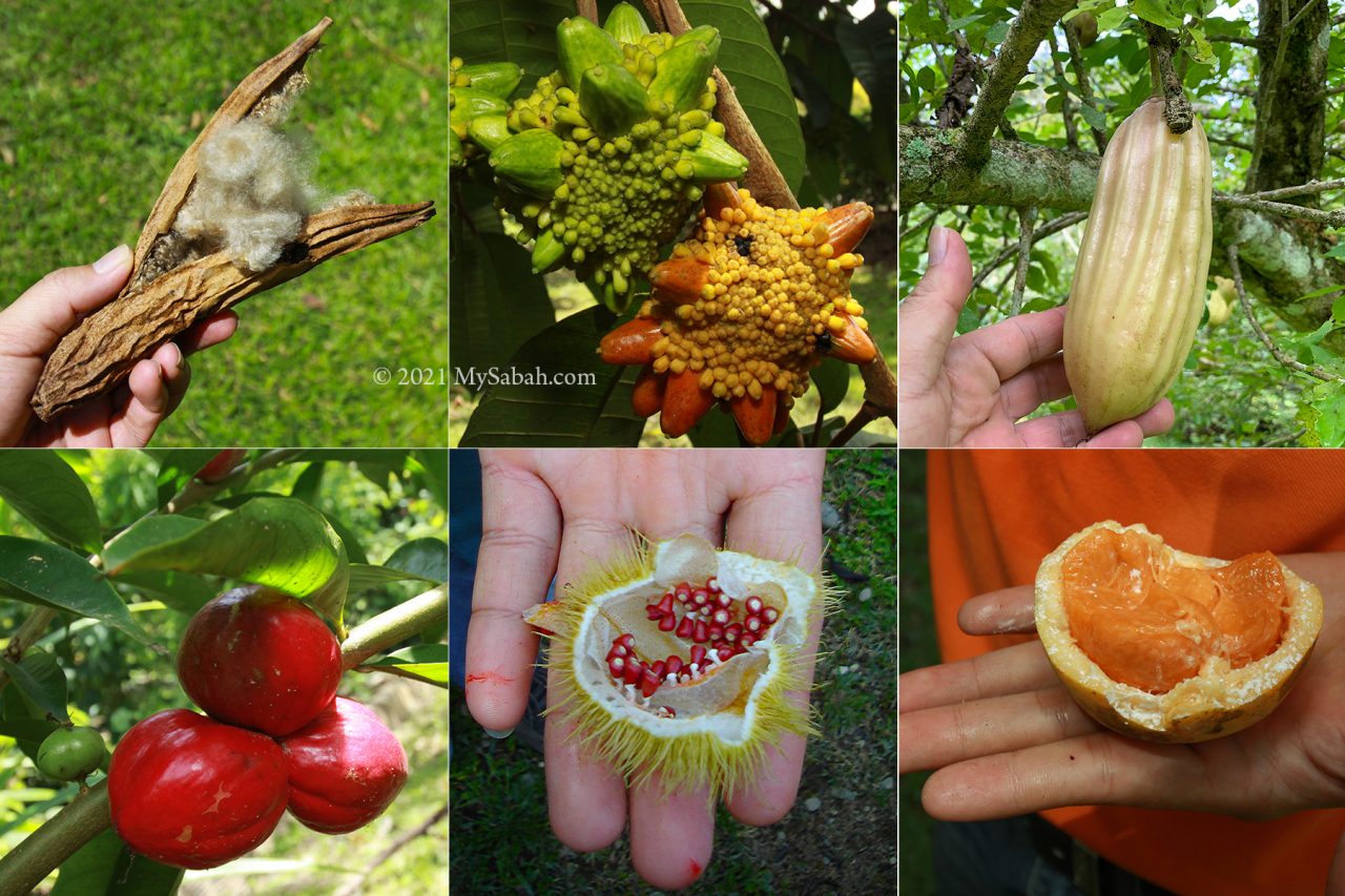 Local and non-native fruits in Sabah Agriculture Park