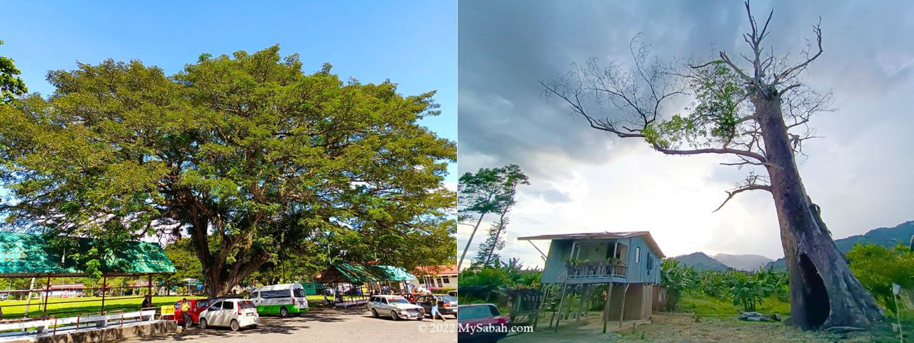 Trees of Tenom