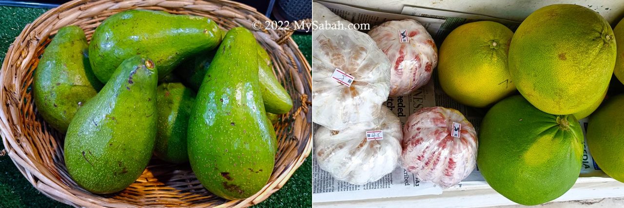 Popular fruits of Tenom, Avocado and Pomelo