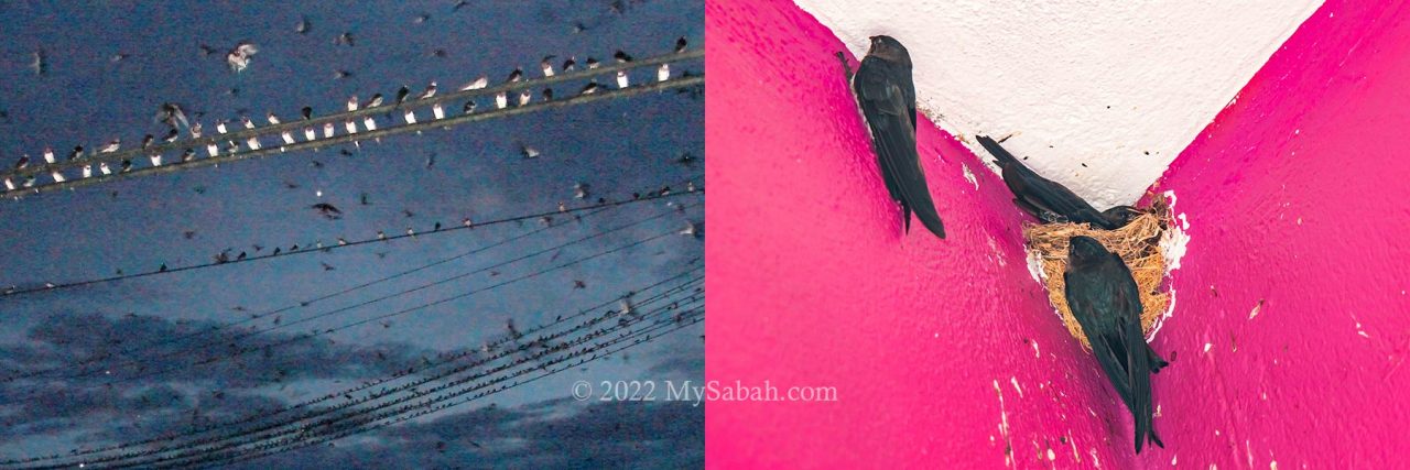 Thousands of Glossy Swiflet look for perching point to overnight in Tenom