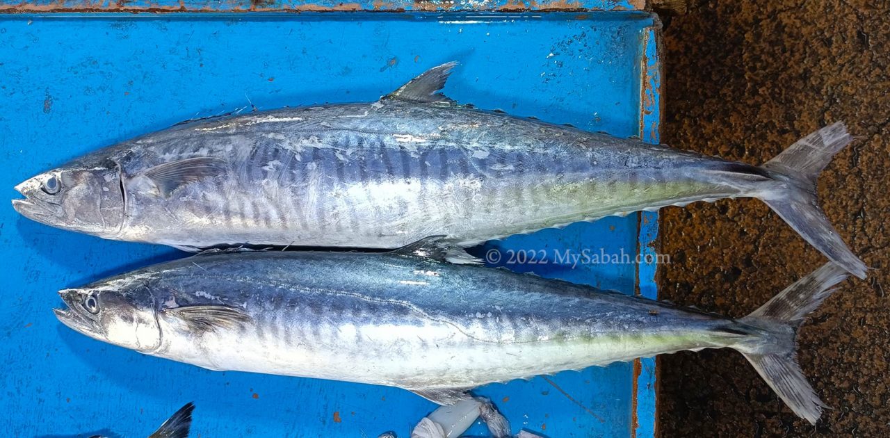 Ikan Tenggiri (or Wahoo Fish, Species: Acanthocybium solandri)